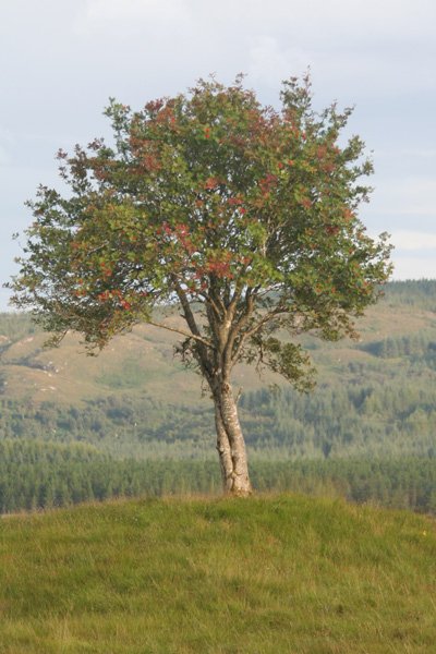 Mystical Rowan Tree - A true travellers friend for man and beast alike